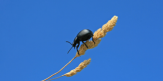 widget image
